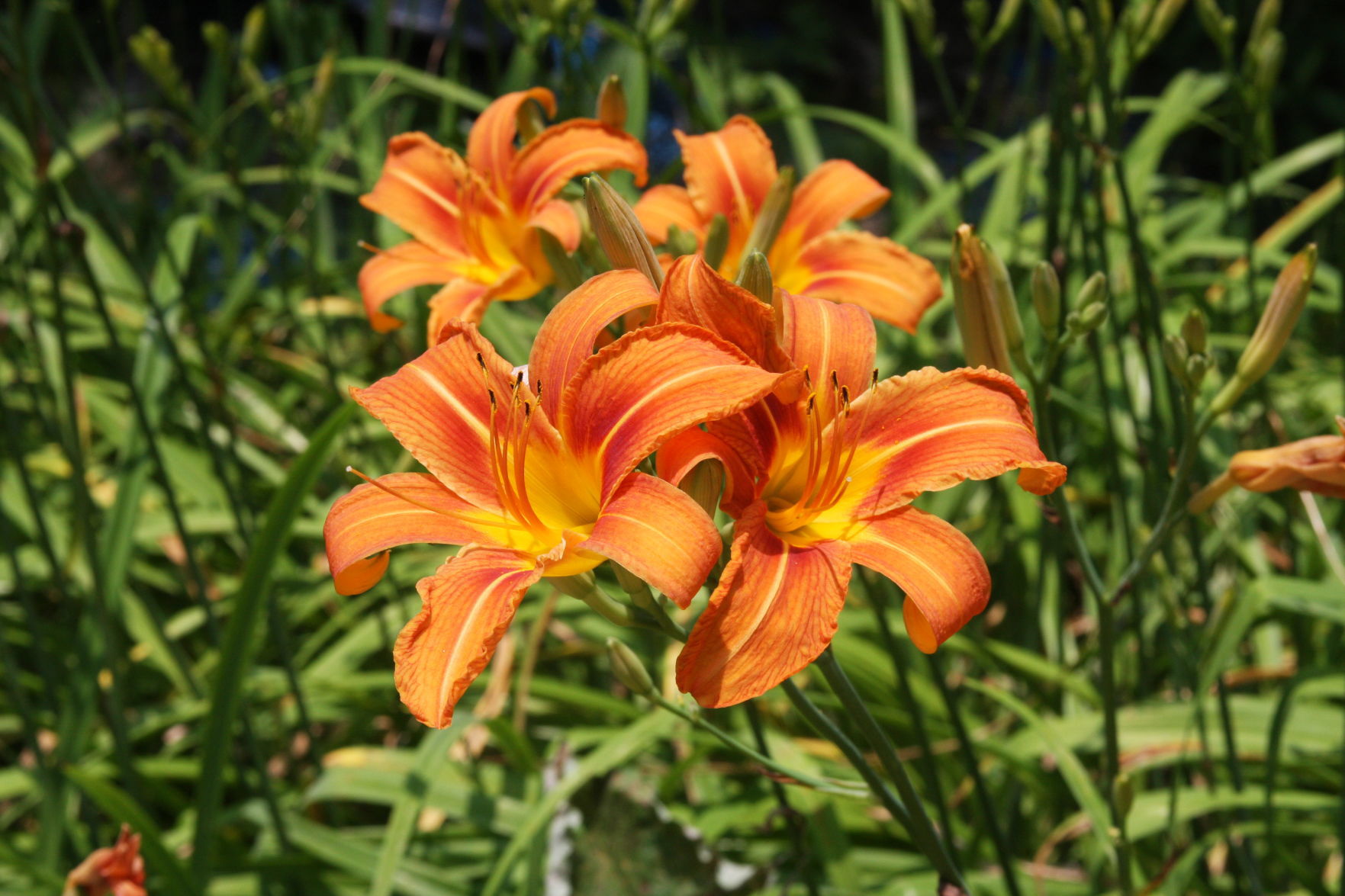 Day-lily flowers